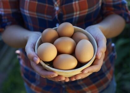 Uses of chicken eggs